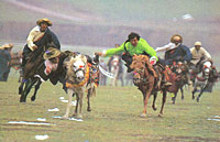 Horse Race Festival